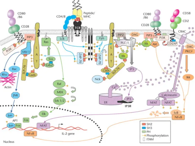 Figure 2. Représentation schématique des voies de transduction du signal mises en place suite à l’engagement du TCR.