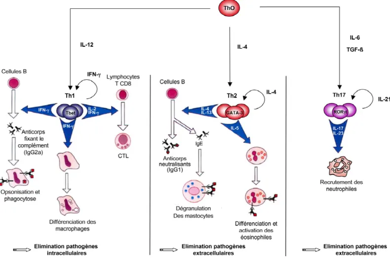 Figure 7. Hétérogénité des sous-populations T CD4.