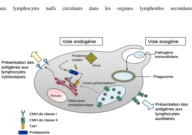 Figure 1: Présentation des pathogènes intra et extra cellulaires par les CPAs d’après Roy et  al.(4) 