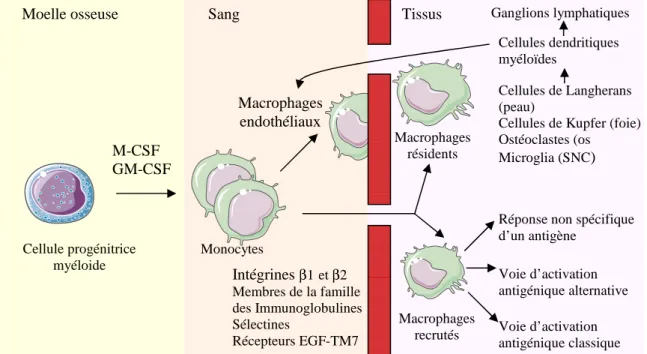 Figure 2: La différenciation en macrophage d’après Gordon et al.(7)