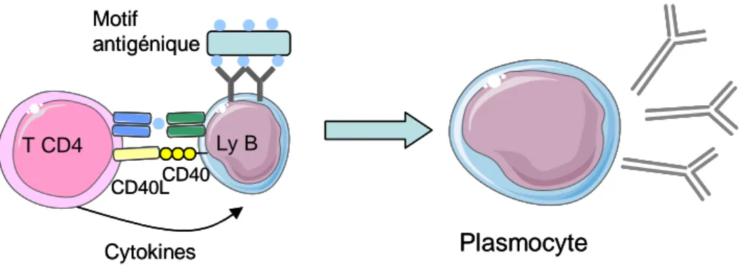 Figure 4 : La réponse B thymo-dépendante d’après Janeway et al. (1)