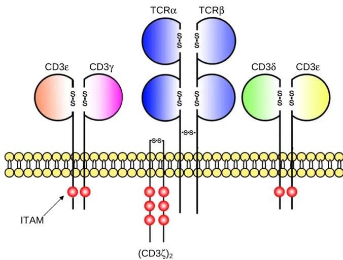 Figure 5: Schéma d’une molécule de TCR d’après Schumacher et al.(36)