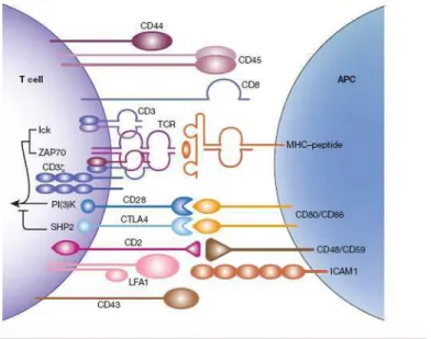 Figure 6: La synapse immunologique d’après Boes et al.(38)