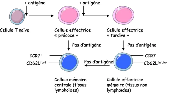Figure 8: Voies de différenciation des cellules mémoires d’après Kaech et al. (70)