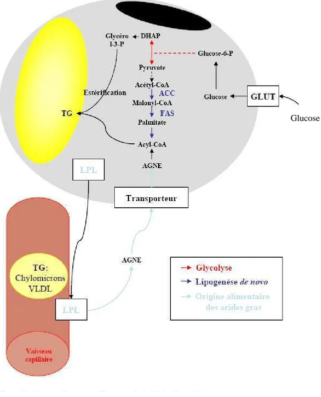 Figure 9: Lipogenèse et synthèse des triglycérides dans l’adipocyte
