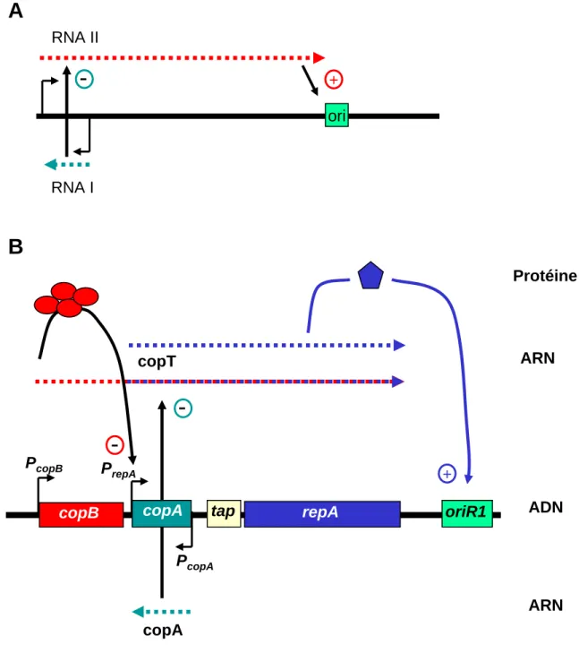 Figure 2 : Exemple de plasmides dont la réplication est contrôlée par des ARN  antisens.