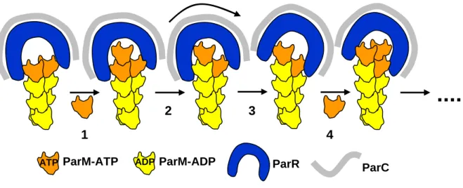 Figure 13 : Le modèle de la polymérisation de ParM en « marche d’escalier ».