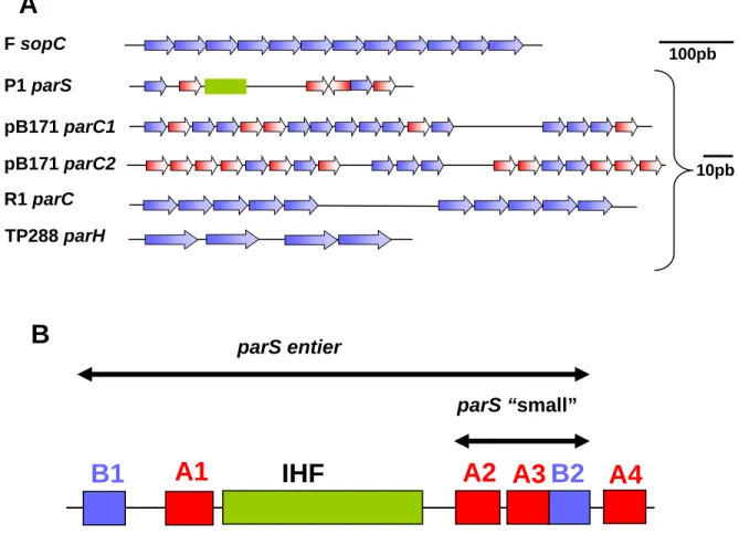 Figure 14 : Diversité des régions centromériques plasmidiques. A: comparaison des différentes régions centromériques.