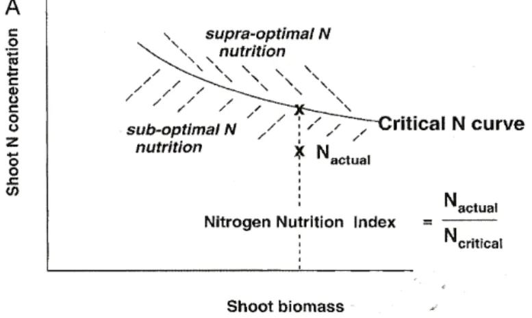 Fig. 2-8 Courbe de concentration en azote critique : principe. D’après Gastal &amp;  Lemaire (2002) 