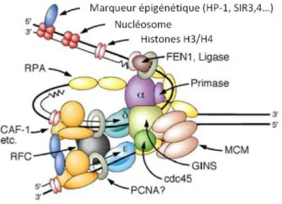 FIGURE 4.  Modèle de fourche de réplication eucaryote. La fourche de réplication est initiée par le  déroulement de la double-hélice d’ADN grâce à l’activité hélicase du complexe Cdc45-MCM-GINS (CMG),  le recouvrement de l’ADN simple-brin par RPA et la syn