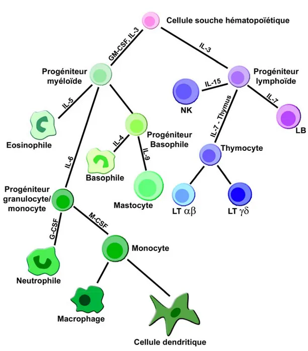Figure 1. Les cellules du système immunitaire. Adapté de (1) 