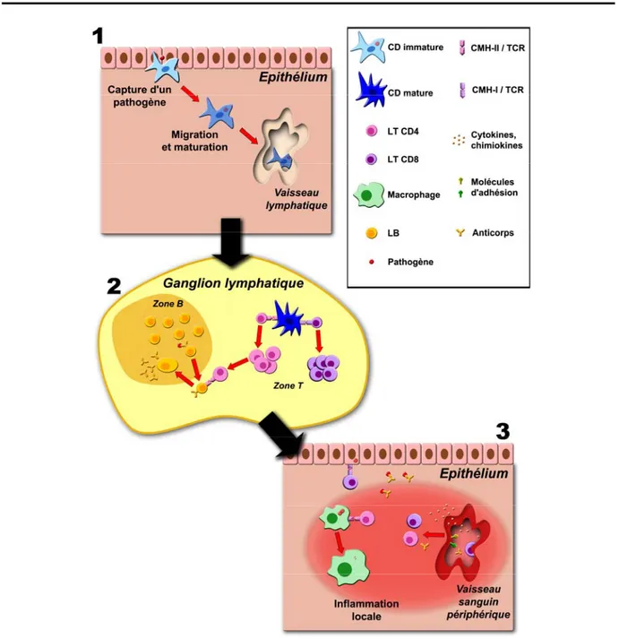 Figure 2. Vue générale de la réponse immunitaire. Adapté de (1) 