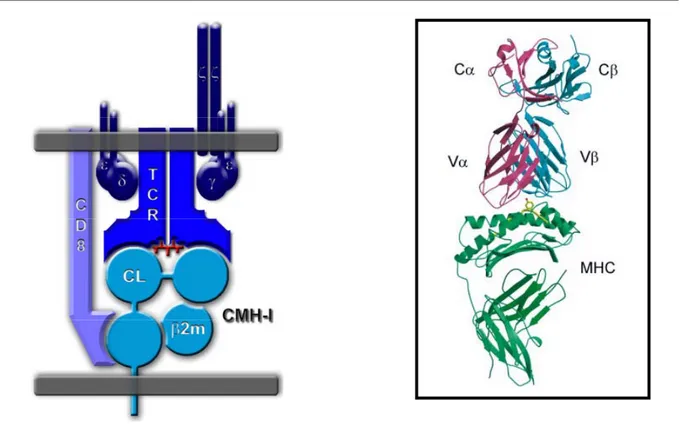 Figure 3. Structure générale du TCR : Exemple du TCR  αβ d’un lymphocyte T CD8 + 