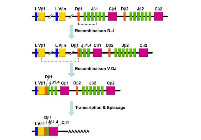 Figure 4. Structure et recombinaison d’un locus TCR : Exemple de la chaîne  β. 