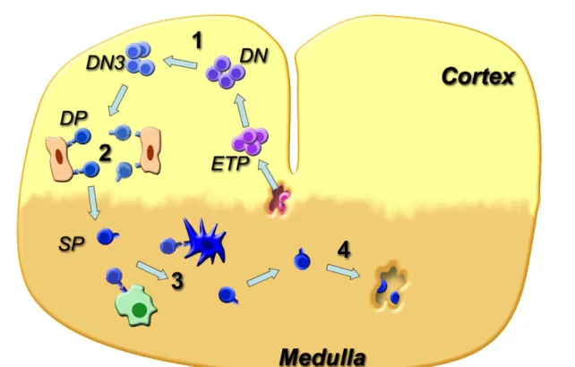 Figure 5. Principales étapes du développement des lymphocytes T et sélection thymique