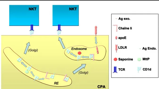 Figure 6. Les deux voies de présentation antigénique par CD1d. 