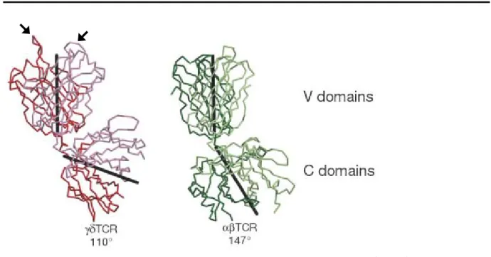 Figure 7. Comparaison des structures tridimensionnelles des TCR  γδ et αβ. 