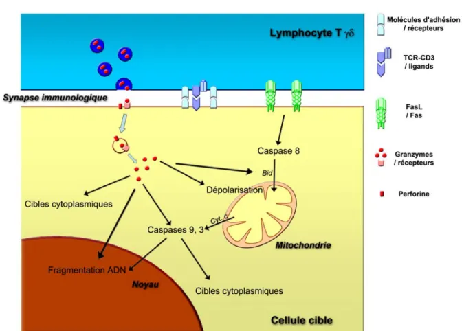 Figure 9. Mécanismes de cytoxicité : induction de l’apoptose de la cellule cible. 