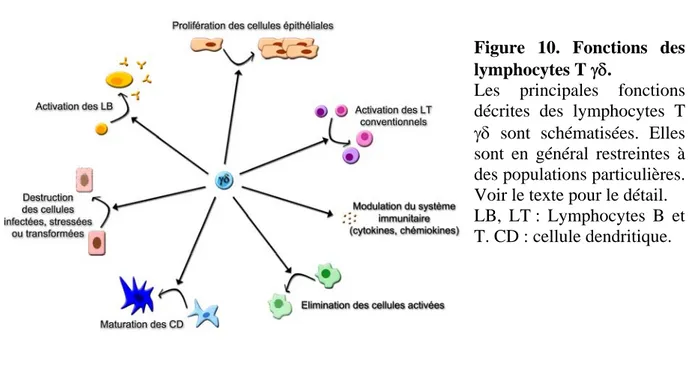 Figure 10. Fonctions des 