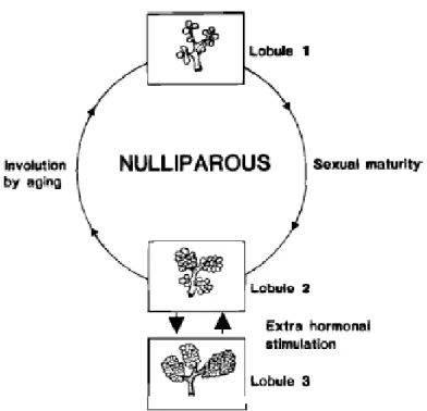 Figure 1: Life cycle of breast development in the nulliparous woman. 