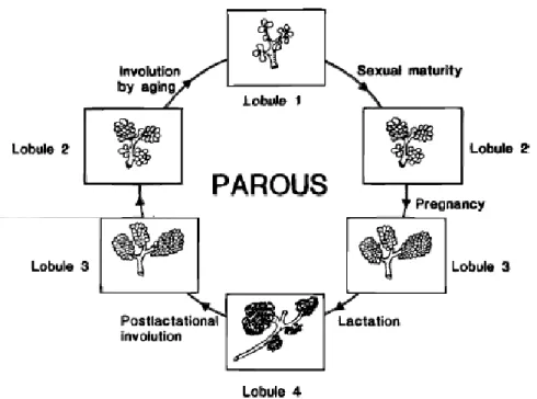 Figure 2: Life cycle of breast development in the parous woman.  The breast undergoes a complete  cycle of development through the formation of lobules type 4 with pregnancy and lactation