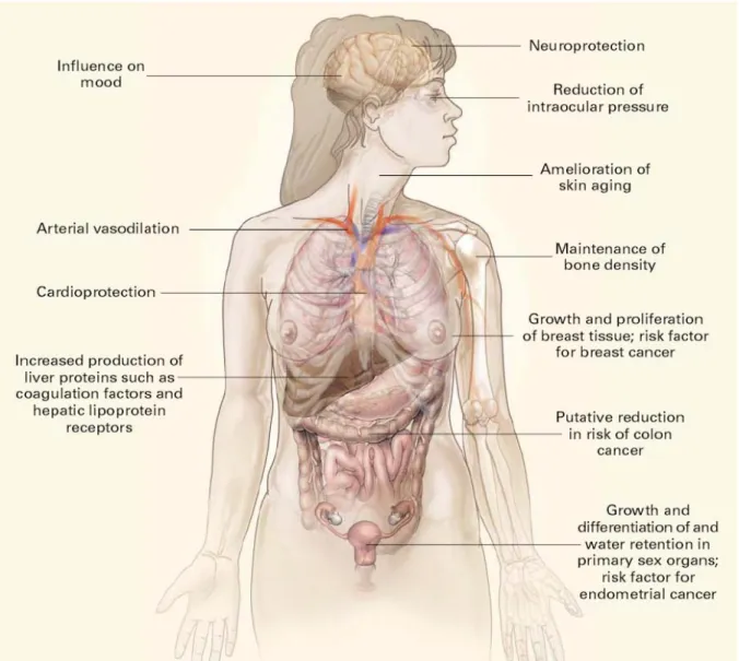 Figure 7: Physiologic actions of estrogens (Gruber et al., 2002).