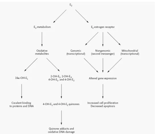 Figure 8: Pathways for Estrogen carcinogenesis (Yager and Davidson, 2006)