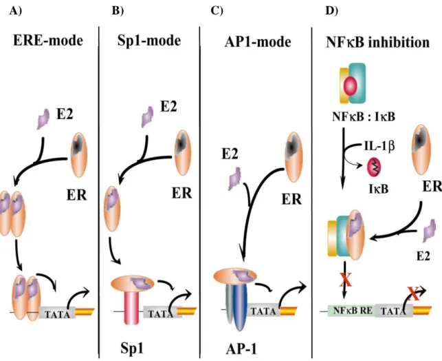 Figure 13: Different transcriptional mechanisms triggered by E2-ER complexes (genomic 