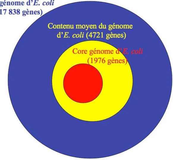 Figure 1 : Potentiel génomique d’E. coli.  Diagramme représentant le pan-génome (violet),  le contenu moyen d’un génome (jaune) ainsi que le core génome (rouge) pour les souches  d’E