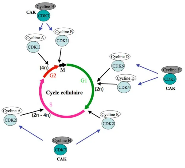 Figure 8A:  Les principales phases du cycle cellulaire des eucaryotes supérieurs. La  progression à l’intérieur ou entre les phases est régulée par l’activité des kinases CDKs