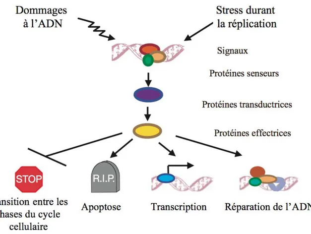 Figure 9A : Vue générale et simplifiée des différentes issues possibles après l’activation  d’un point de contrôle en réponse aux dommages à l’ADN ou à un stress réplicatif
