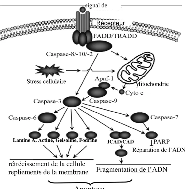 Figure 10 :  Schéma du mécanisme d’apoptose avec quelques substrats des caspases  exécutrices