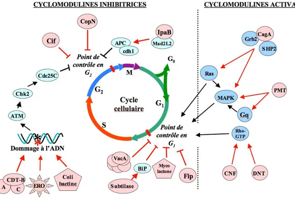 Figure 11:  Les cyclomodulines (molécules en rose) et le cycle cellulaire. Les  cyclomodulines inhibitrices bloquent la progression du cycle cellulaire en plusieurs phases