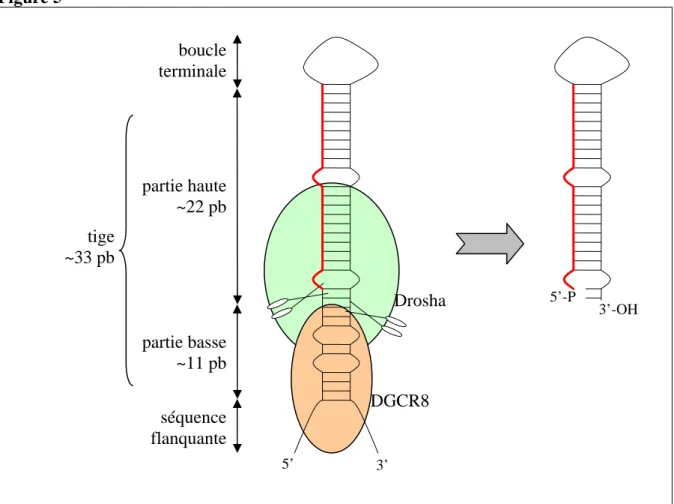 Figure 5  5’  3’  5’-P  3’-OH séquence flanquante partie basse ~11 pb partie haute ~22 pb boucle terminale Drosha DGCR8 tige ~33 pb 