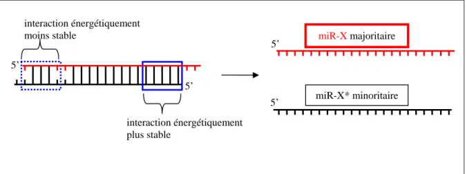 Figure 8  interaction énergétiquement  moins stable  5’  5’  miR-X  majoritaire 