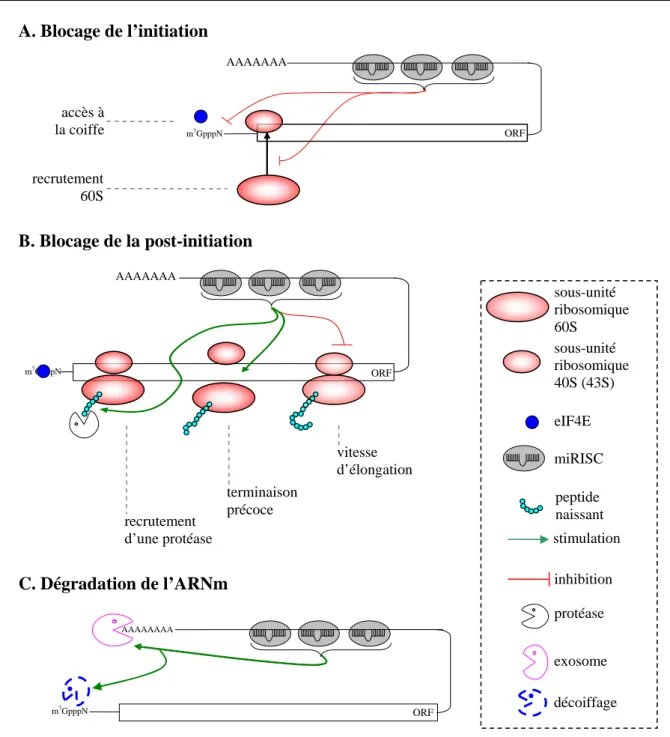 Figure 10  AAAAAAA  ORF  AAAAAAA  ORFA. Blocage de l’initiation B. Blocage de la post-initiation  C