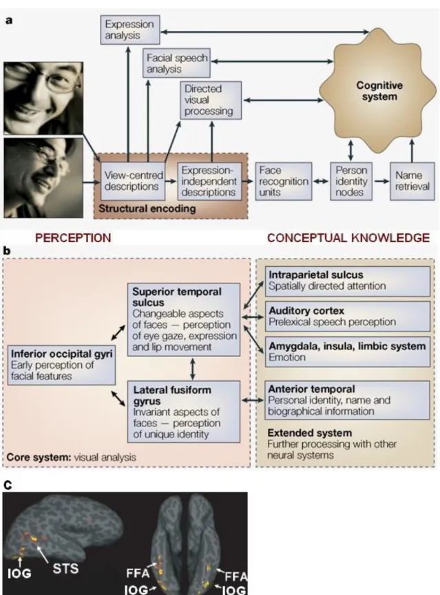 FIGURE  1-18 :  STRUCTURES IMPLIQUEES DANS LA RECONNAISSANCE DES EXPRESSIONS FACIALES .