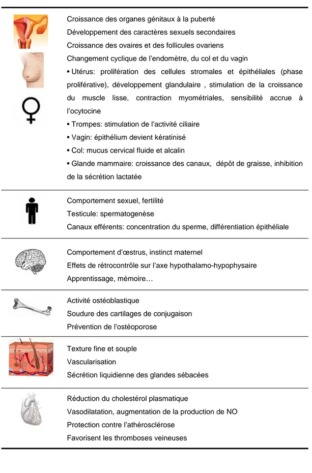 Figure 2 │  Principaux effets physiologiques et thérapeutiques des œstrogènes. (Modifié d’après (Widmaier, Raff et al