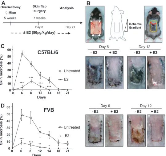 Figure 1. Effect of E2 treatment on prevention of skin flap necrosis in C57BL/6 or FVB mice