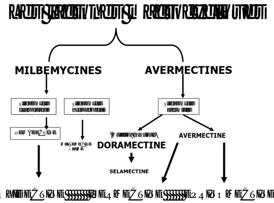 Figure 1 : Principales Lactones Macrocycliques 