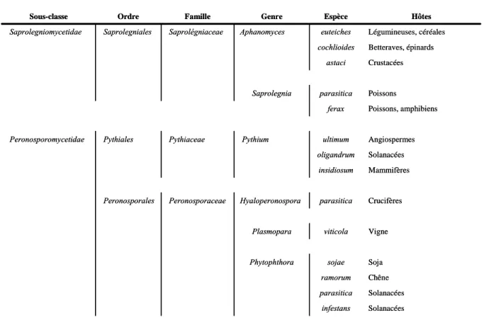 Tableau 1 : Classification des oomycètes parasites de plantes ou d'animaux les plus étudiés selon la classification taxonomique  disponible sur le site NCBI (http://www.ncbi.nlm.nih.gov/Taxonomy)