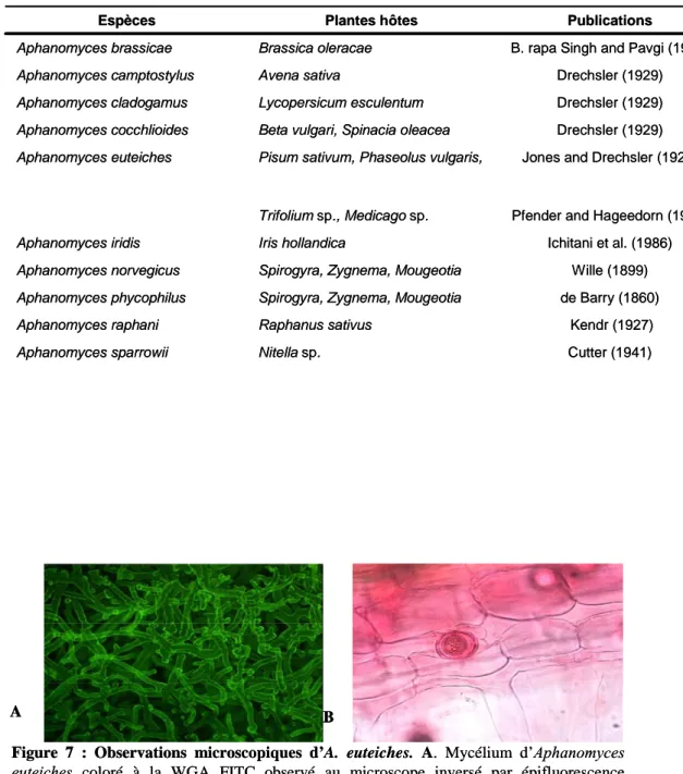 Tableau 5 : Liste des espèces d’Aphanomyces  phytopathogènes (Gaulin, et al. 2007). La première colonne correspond 
