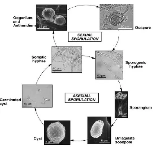 Figure 8 : Schéma de la reproduction sexuée et asexuée d’A. euteiches (Gaulin et al. 2007)