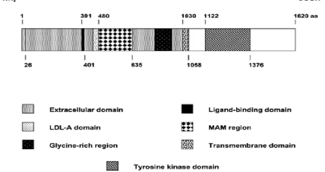 Figure 1: Timeline of the major events in the characterization of ALCL (Chiarle et al.,  2008).