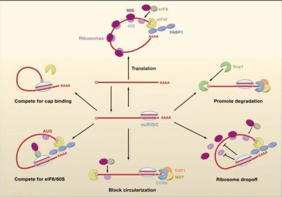 Figure 13: Biogenesis of miRNAs and assembly into miRISC in mammals. Drosha