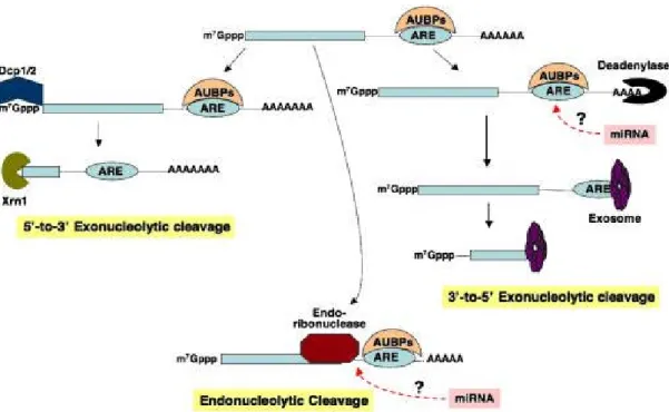 Figure 15: The three major pathways by which AMD is executed. In the first case, AUBPs 