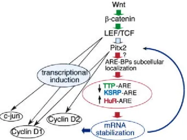 Figure 26: A model proposed for stabilization of labile mRNAs by the Wnt/ß- Wnt/ß-Catenin? Pitx2 Pathway (Briata et al., 2003).