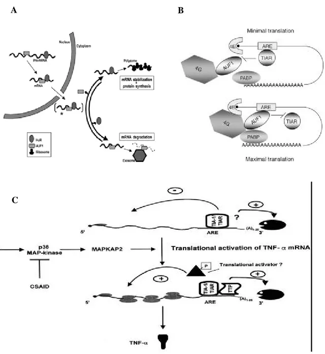 Figure 28: The dynamic interplay among AUBPs. (a) Model of HuR and AUF1 physical 