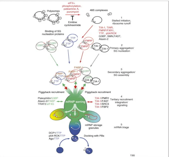 Figure 31: Model of stress granule assembly. Stage 1: SG assembly begins with stalled 