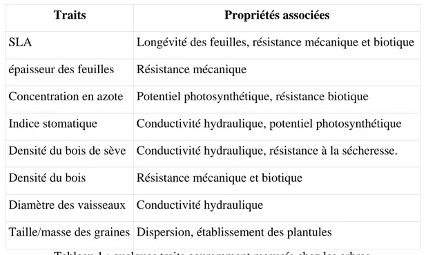 Tableau 1 : quelques traits couramment mesurés chez les arbres 